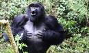 Gorilek bular-kolpeen bidez informazio garrantzitsua komunikatzen dute