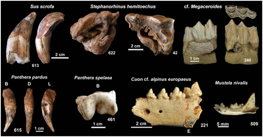 koskobiloko-aztarnategiko-fosilek-erakutsi-dute-pi