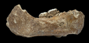 Denisovatik kanpoko lehen denisovartzat jo dute Tibeteko lautadan aurkitutako fosil bat