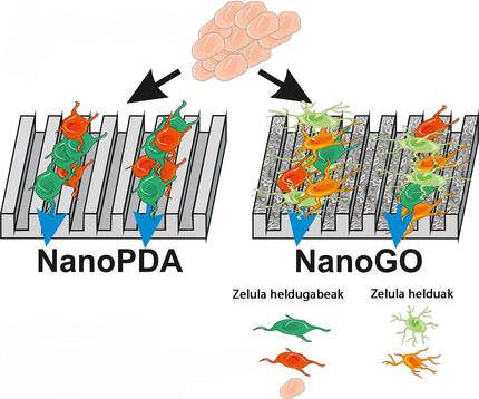 aldamio-nanoegituratuak-neuronen-hazkuntza-biderat