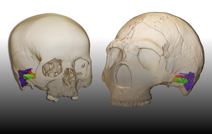 neandertalen-mintzatzeko-gaitasuna-gurearen-pareko