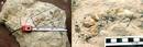 Duela 18 milioi urteko habia fosila aurkitu dute Nafarroan 