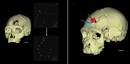 Duela 430.000 urteko hilketa batek Atapuercako misterioetako bat argitzen lagundu du