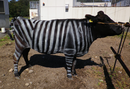 Zebra-itxurako marrak, intsektuekiko babes