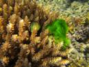Algak gainetik kentzeko laguntza eskatzen diete koralek arrainei