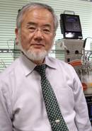 Medikuntzako Nobela Yoshinori Ohsumiri, autofagiaren mekanismoak azaltzeagatik