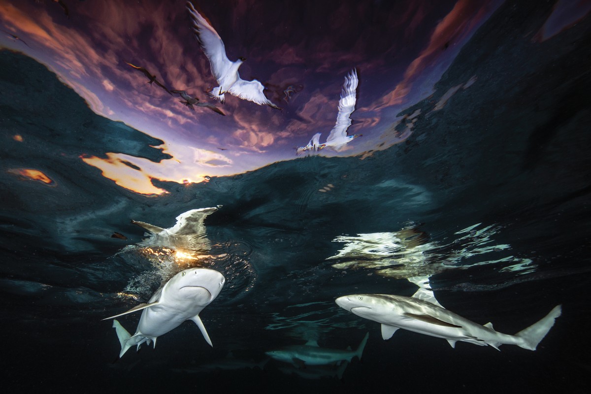 Marrazoen sabai-leihoa (Sharks’ skylight)