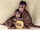 Primateak klonatu dituzte lehen aldiz